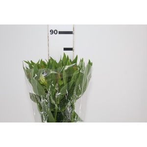 ALSTROEMERIA FLORIDA 080 CM