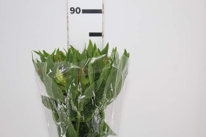 <h4>ALSTROEMERIA FLORIDA 080 CM</h4>