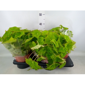 Begonia BD 'Beleaf Lima Love'
