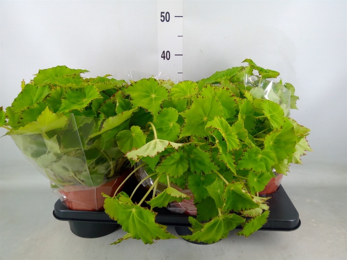 <h4>Begonia BD 'Beleaf Lima Love'</h4>