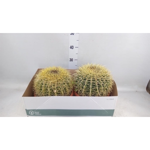 Echinocactus grusonii