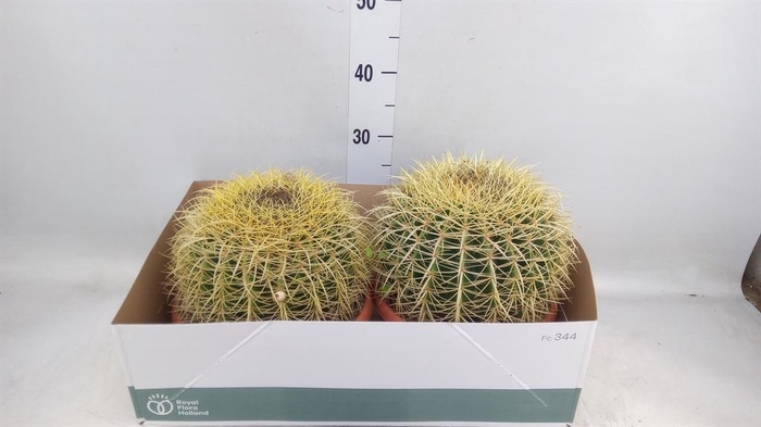 <h4>Echinocactus grusonii</h4>