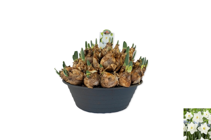 <h4>Narcissus Genève</h4>