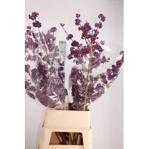 CALLI BO LILAC