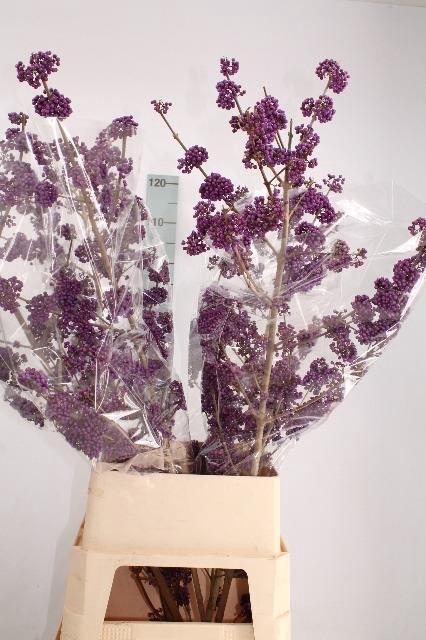 CALLI BO LILAC