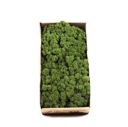 <h4>Ijslandmos (reindeer) Bosgroen</h4>