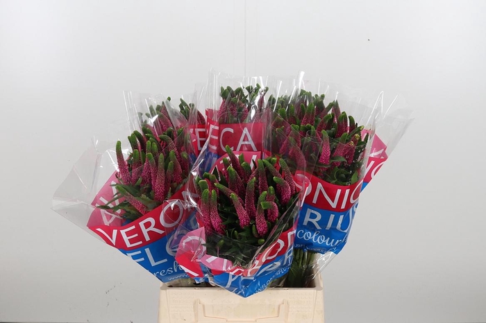 <h4>Veron Smart Iselle</h4>