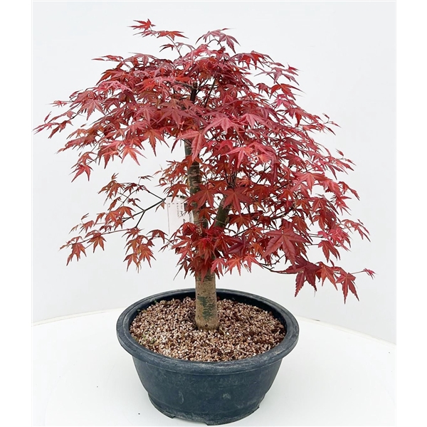 <h4>Acer palmatum 'Deshojo', in 27 cm trainingspot.</h4>