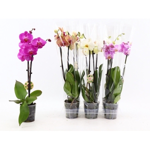 PHAL GEM 6 KL