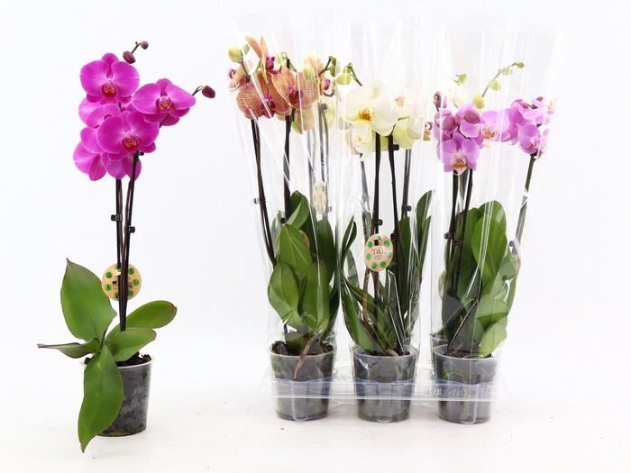 <h4>PHAL GEM 6 KL</h4>