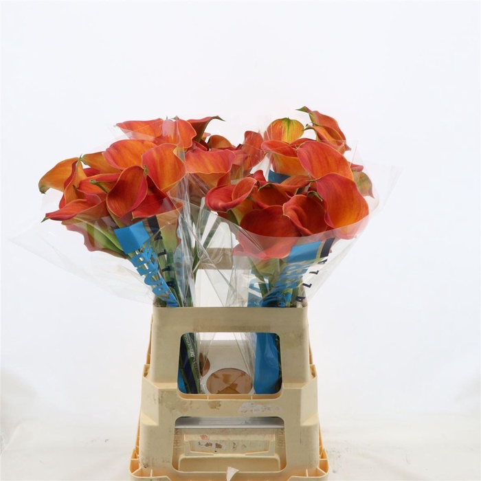 <h4>Calla Sunset Passion</h4>