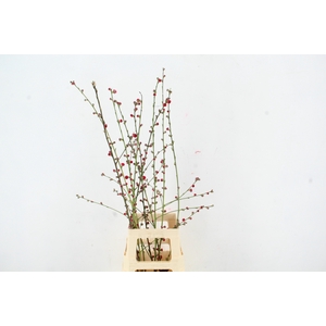 PRUNUS MELRED VERTAKT 100CM