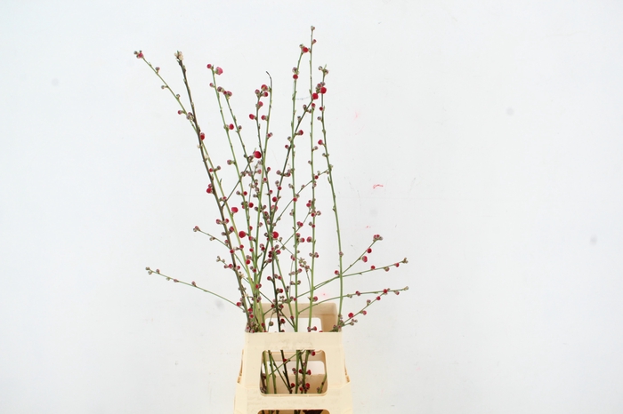 <h4>PRUNUS MELRED VERTAKT 100CM</h4>