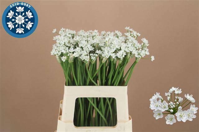 <h4>ALLIUM FLOCON</h4>