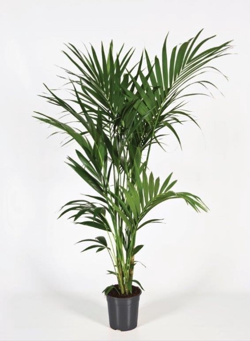 <h4>Howea forsteriana 180cm (Kentia)</h4>