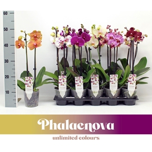 Gemengd Budget 50cm (GROEN)