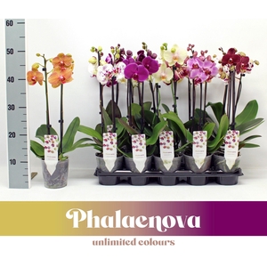 Gemengd Budget 50cm (GROEN)