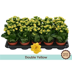 Kalanchoë Double Yellow - no sleeve