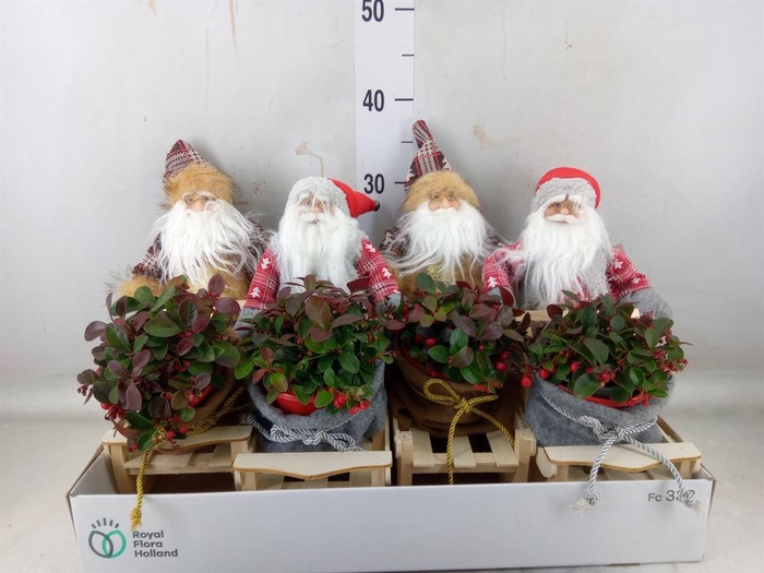 <h4>Arr. Tuinplanten H%</h4>