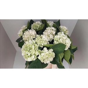 Hydrangea Macr Schneeball Classic