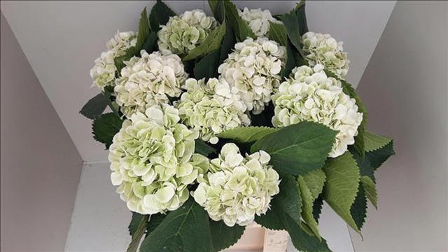 <h4>Hydrangea Macr Schneeball Classic</h4>