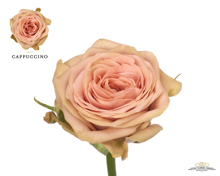 <h4>Rosa GR 'Cappuccino'</h4>