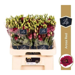Eustoma russellianum gevuldbloemig 'Arosa Red'
