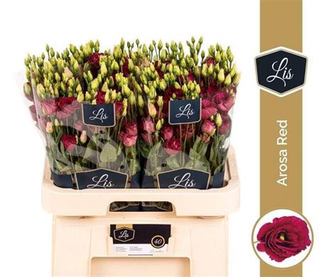 <h4>Eustoma russellianum gevuldbloemig 'Arosa Red'</h4>