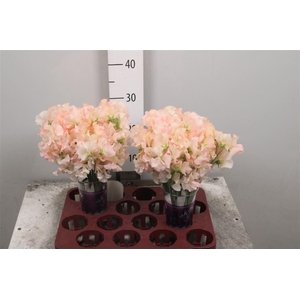 Lathyr Champagn King