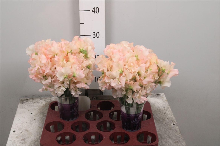 <h4>Lathyr Champagn King</h4>