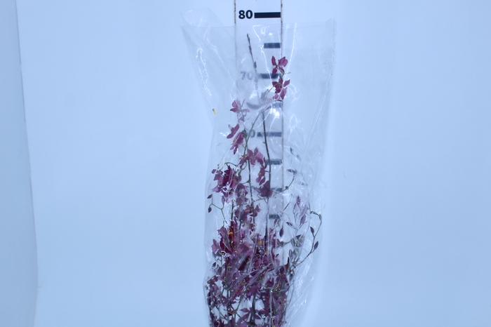 ORQUIDEA WILSONARA BLAZING LUSTRE NIGHT RUBY