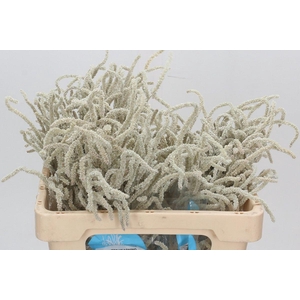 Amaranthus Yearming Desert