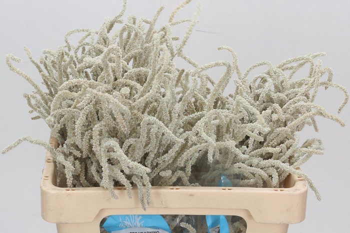 <h4>Amaranthus Yearming Desert</h4>