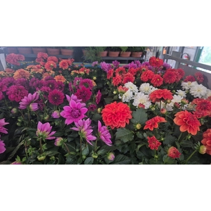 DAHLIA MIXK 5 KL