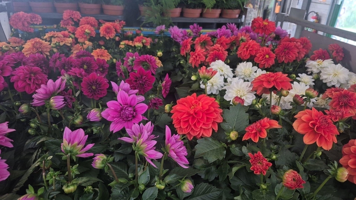 <h4>DAHLIA MIXK 5 KL</h4>