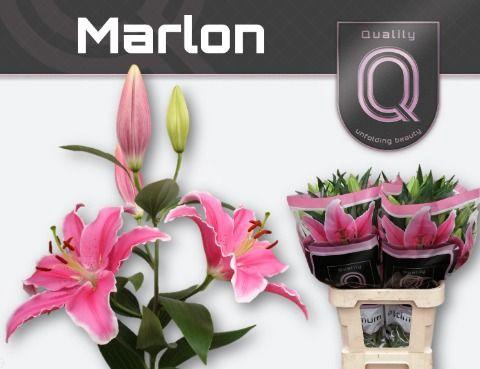 <h4>LI OR MARLON 4+</h4>