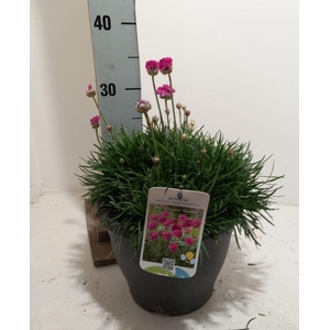 arr8 Armeria Maritima