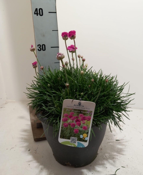 <h4>arr8 Armeria Maritima</h4>