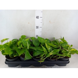 Epipremnum pinn. 'Aureum'