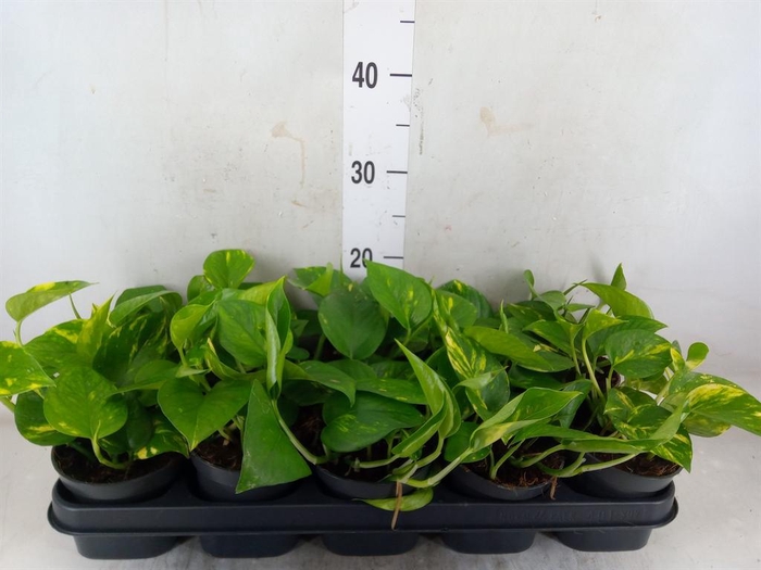 <h4>Epipremnum pinn. 'Aureum'</h4>