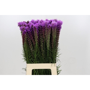 Liatris Spicata