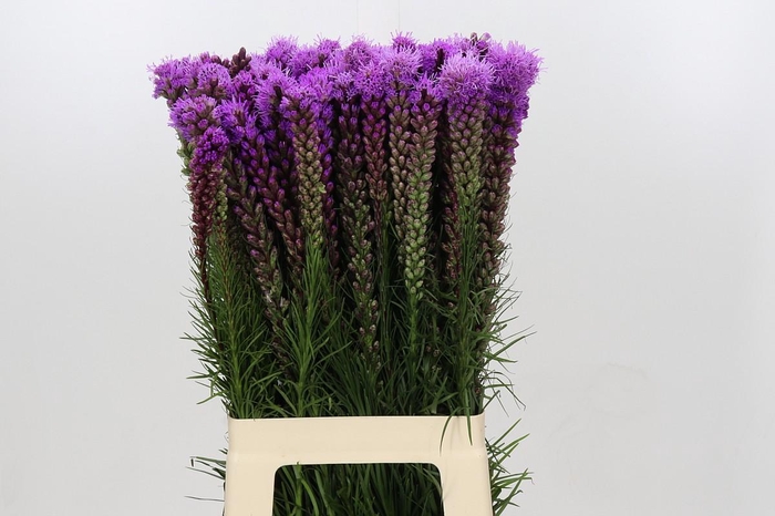 <h4>Liatris Spicata</h4>