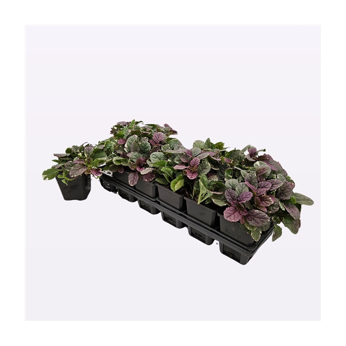 <h4>Ajuga reptans 'Burgundy Glow'</h4>