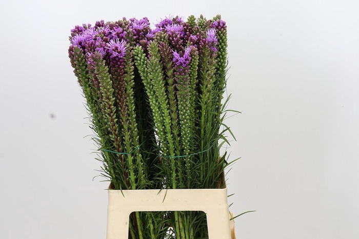 <h4>Liatris Spicata</h4>