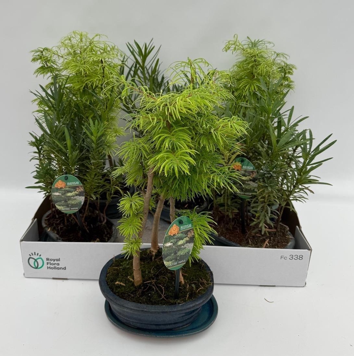 <h4>Bonsai Gem</h4>