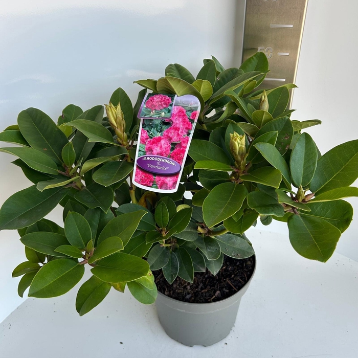 <h4>Rhododendron 'Germania'</h4>