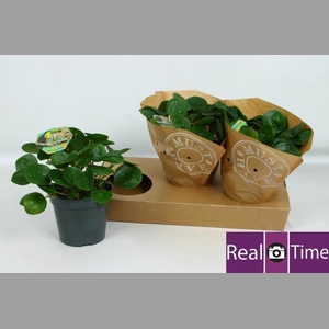 PILEA PEPEROMIOIDES