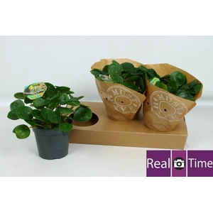 PILEA PEPEROMIOIDES