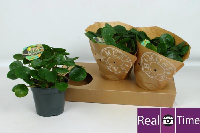 <h4>PILEA PEPEROMIOIDES</h4>