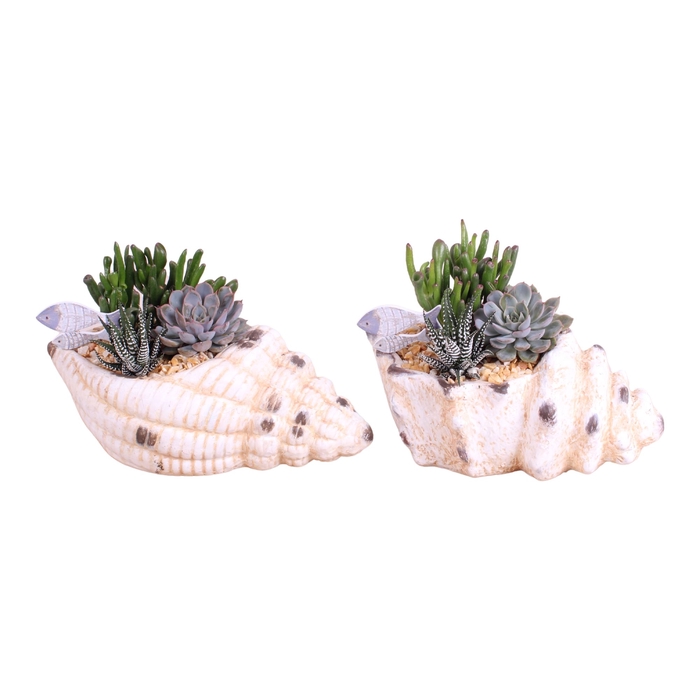 <h4>Opm Maritime Arr. Succulent Ceramic SeaShell Pot M</h4>